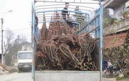 Đào rừng Sapa chảy về Hà Nội 